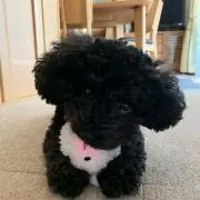 ウッチー