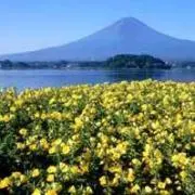 Ofujiの画像