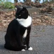 さくらこの画像
