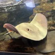 みとほ