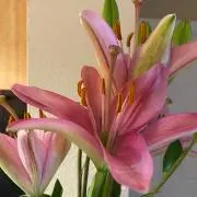 Sonia プロフィールご必読くださいの画像