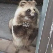 たぬきの画像