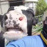 むなげげげの画像