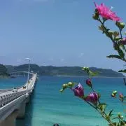 ネコミー　24時間以内に発送の画像