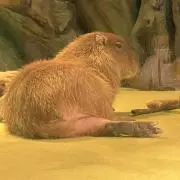 さーみ˚✧₊⁎の画像
