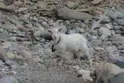 コカの画像