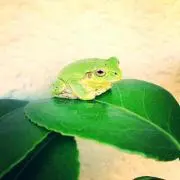 りのたんの画像