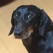 ダックスフンドのクー