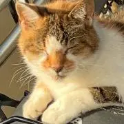 くうたの画像