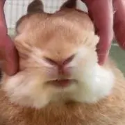 ケンケンの画像