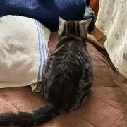 コマちゃん