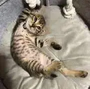 mikiの画像