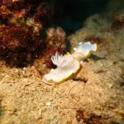 Lukeの画像