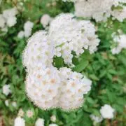 侑の画像