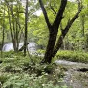 Yuzuの画像