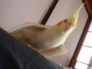 美智男の画像