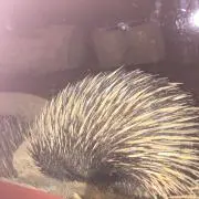 なっちゃん
