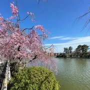 青空と桜の画像