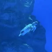 よんの画像