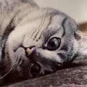 福の画像