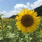 gmuaの画像