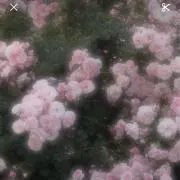 はなの画像