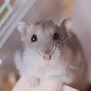 ゆりの画像