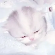rの画像