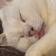 はくまいの画像