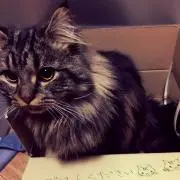くまゆ