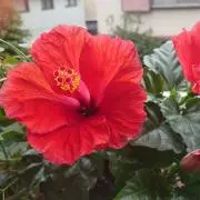 hibiscusの画像