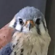 しちの画像