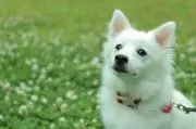 ルミエールの画像