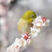YUKI