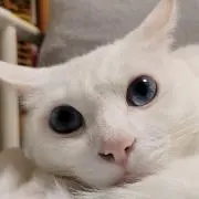 ちょこたろうの画像