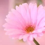 にけの画像