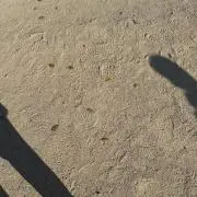 トムの画像