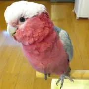 まゆの画像