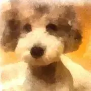 プッチのお店の画像