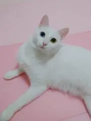ラムにゃんの画像