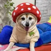 ・*·̩͙꒰ঌayumi໒꒱·̩͙⋆.*