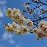 ヴィッキーの画像