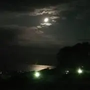 らんの画像