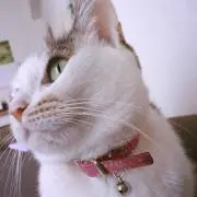 よもぎの画像