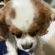 ゆっきー