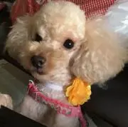 maimaiの画像