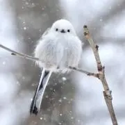 showの画像