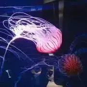 るる