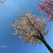 YAJIMAの画像