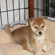 こてつ ママの画像